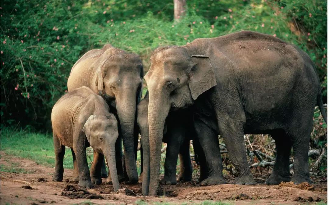 西雙版納 西雙版納