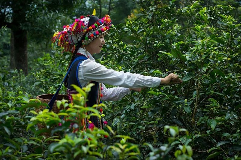 西雙版納會(huì)獎(jiǎng)旅游