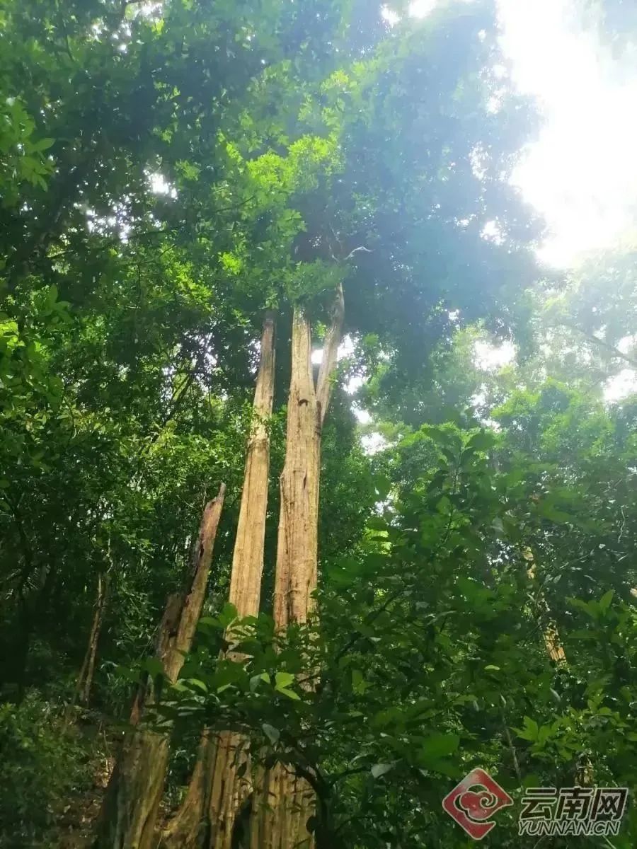 西雙版納定制游