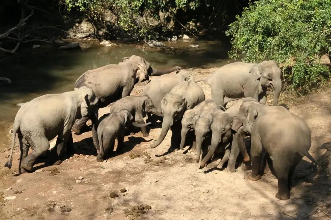 西雙版納旅游 西雙版納旅游